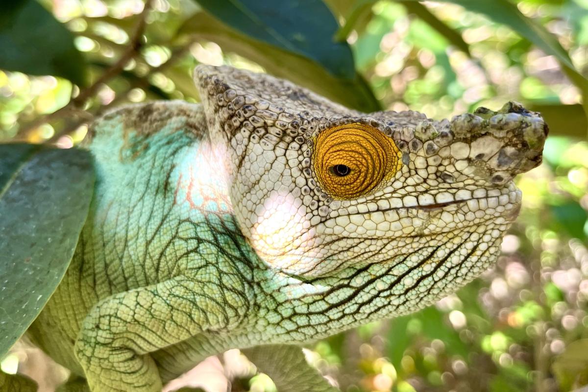 Chameleoni