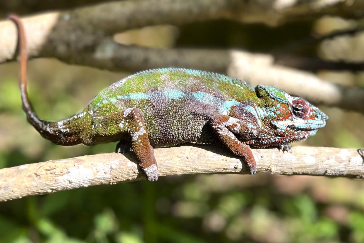 Peyrieras