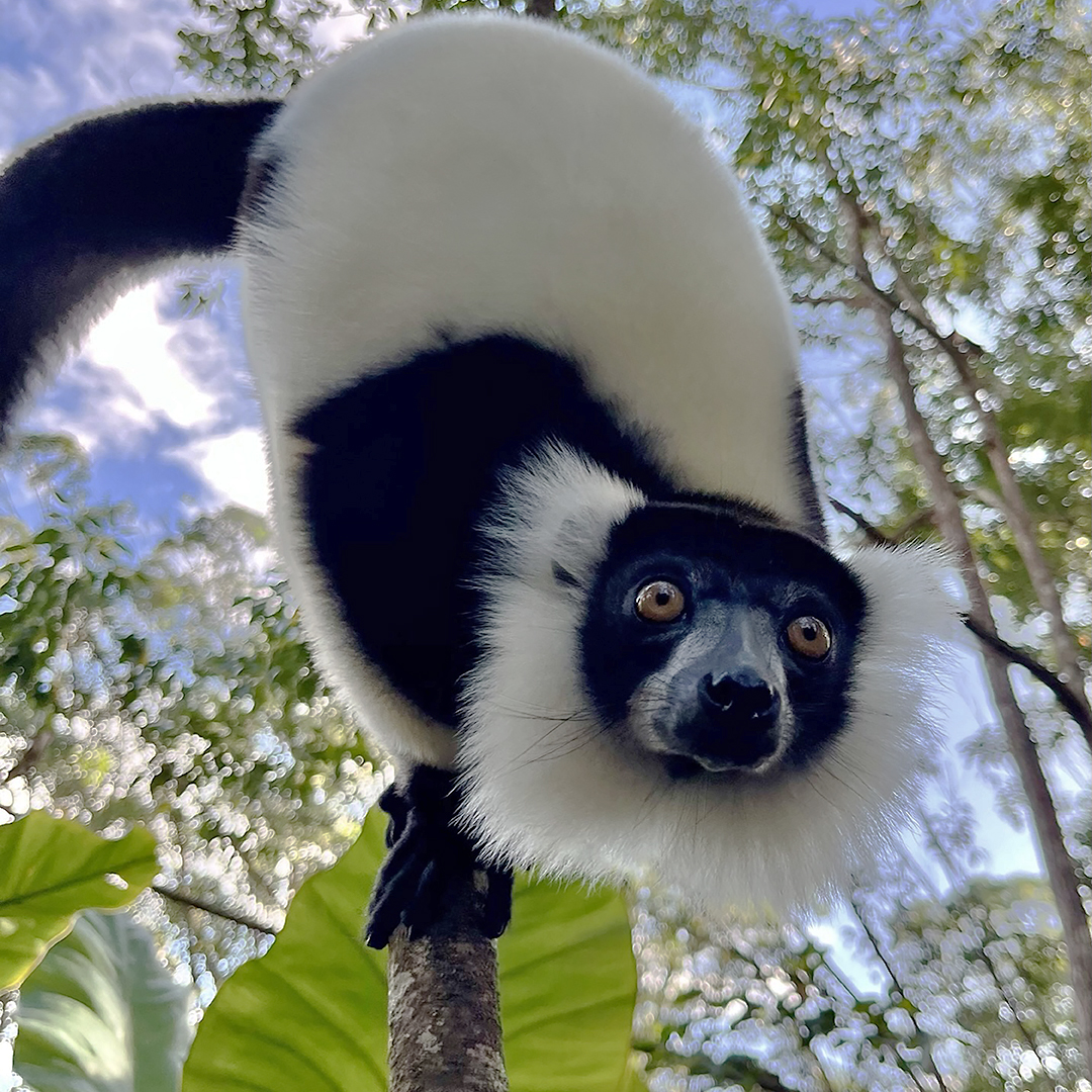 Cesta na Madagaskar