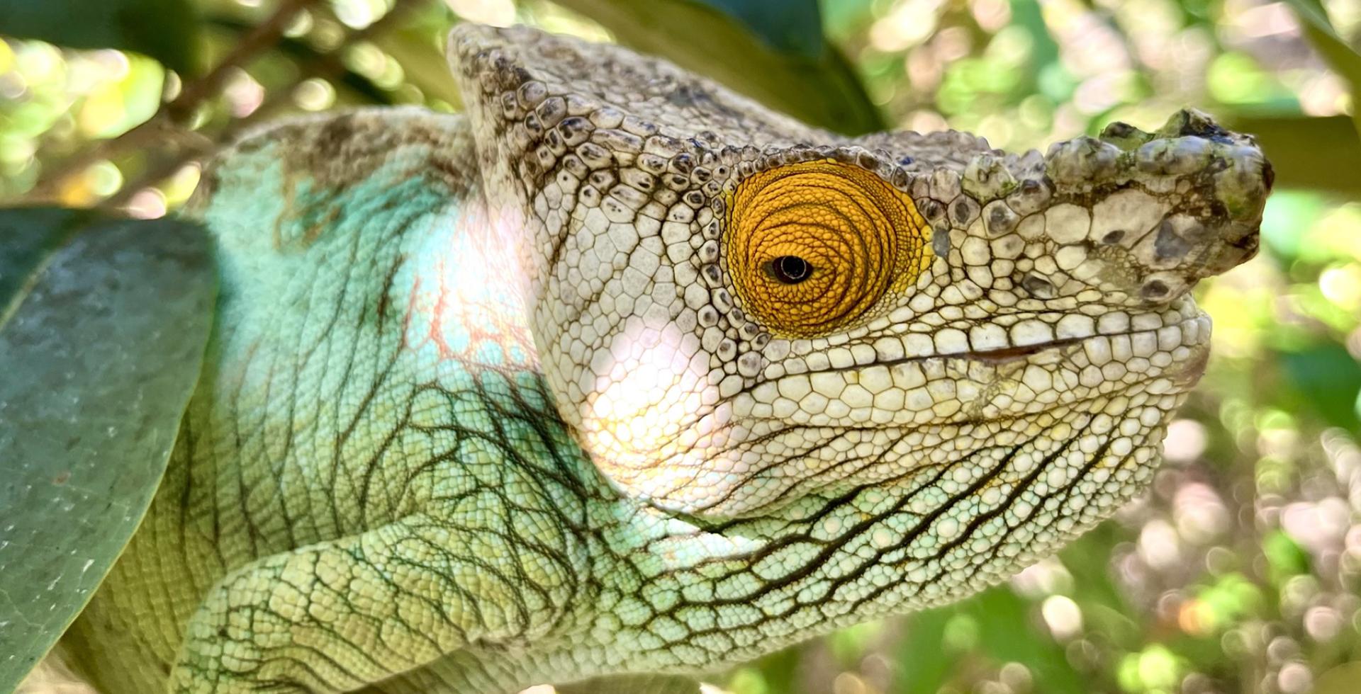 Cesta na Madagaskar
